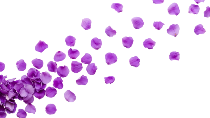Purple flower petals scattered on transparent background