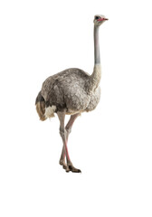 Adult ostrich with creamy white body feathers, glossy black tail, poised in a high-key minimalist studio with mirrored white floor, Concept of majestic elegance