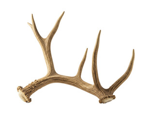 Mature, rugged elk antler with light brown and beige tones, creamy tips, macro lens close-up, isolated on a transparent studio background with copy space, natural beauty concept