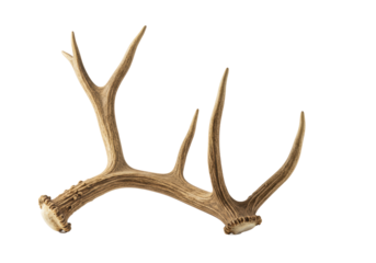 Mature, rugged elk antler with light brown and beige tones, creamy tips, macro lens close-up, isolated on a transparent studio background with copy space, natural beauty concept