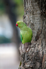 green and yellow macaw