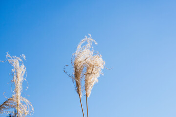 冬の山 　輝くススキの穂と青空03