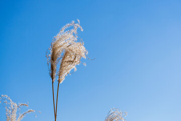 冬の山 　輝くススキの穂と青空01