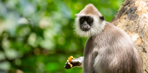 Fototapeta premium Gray hanuman langurs on a tree. Monkeys in the wild in the jungles of Sri Lanka. Troop of monkeys on trees. Wildlife scene with wild animals.