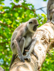 Fototapeta premium Gray hanuman langurs on a tree. Monkeys in the wild in the jungles of Sri Lanka. Troop of monkeys on trees. Wildlife scene with wild animals.
