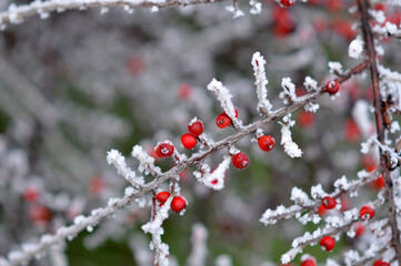 branches of cotoneaster bush with red berries covered with rime ice