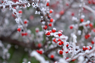 branches of cotoneaster bush with red berries covered with rime ice