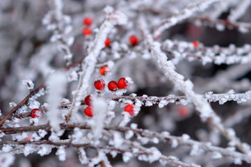 branches of cotoneaster bush with red berries covered with rime ice