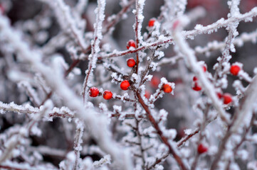 branches of cotoneaster bush with red berries covered with rime ice