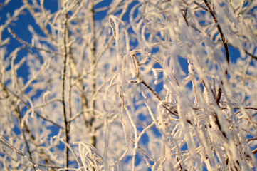 Fototapeta premium branches of curly willow covered with rime ice