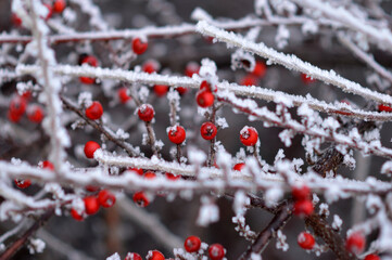 branches of cotoneaster bush with red berries covered with rime ice
