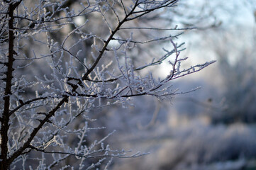 tree branches covered with rime ice against the sunny blue sky