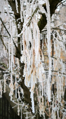 dry seeds of japanese maple tree covered with rime ice