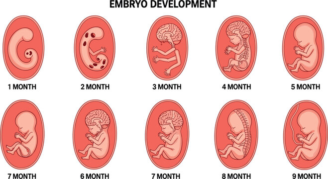 Stages of human embryo development from first to ninth month, flat vector illustration of pregnancy cycle and fetal growth