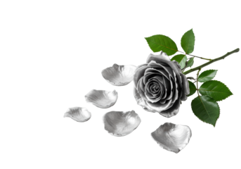 A full, open platinum rose bloom with metallic sheen, scattered petals, and vibrant green leaves on a transparent background with copy space, studio lit, sophisticated luxury concept