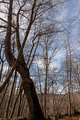 Fototapeta premium landscape in the mountains
