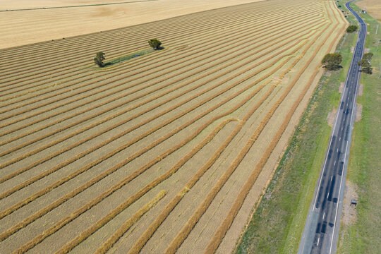 Aerial view of a country road alongside a paddock of dried canola harvested and raked into rows