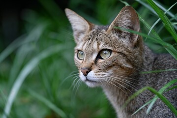 Close-up of alert tabby cat in tall grass looking ahead