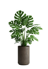 Lush Monstera deliciosa plant in a tall, dark brown ceramic planter, glossy emerald green leaves with distinctive fenestrations, against a transparent studio background with copy space, clean interior