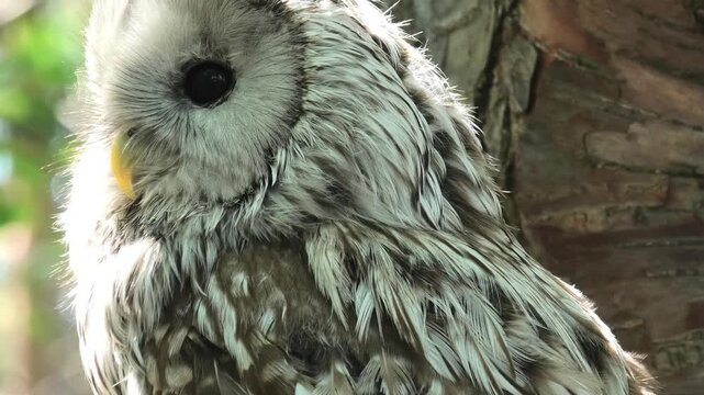 Ural owl on tree branch, strix uralensis bird in forest, wild animal portrait, daytime wildlife observation