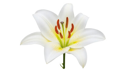 White Lily Flower with Red Stamens and Yellow Pollen isolated on a transparent background bloom