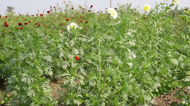 Vibrant Mixed Chamomile Meadow with Red White Yellow Blooms