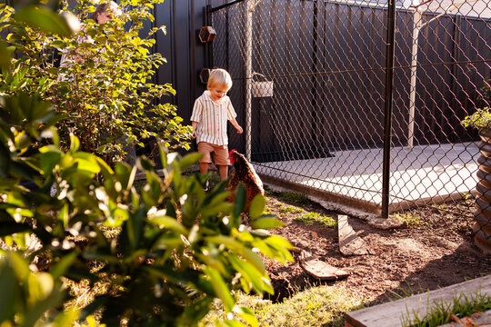 Aussie boy playing in backyard chook yard chasing a hen