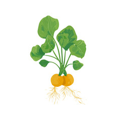 Punarnava, clean 2D vector flat illustration in minimal and modern style on a white background.