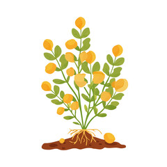 Modern flat 2D vector illustration of a Chickpea Plant, minimal design style on a white background.