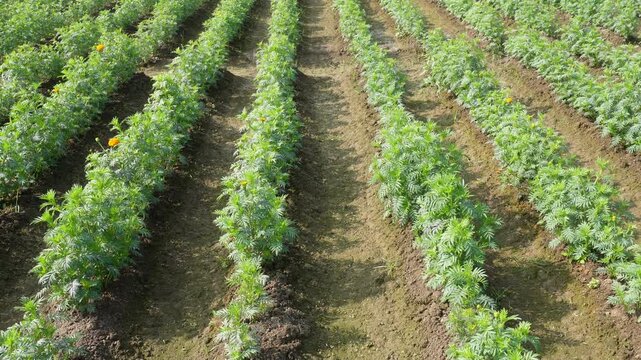 Neat Marigold Rows in Cultivated Farm Field
