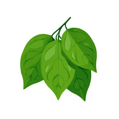 Bael Leaf flat vector illustration in a modern and simple 2D style, placed on a white background.