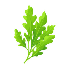 2D minimalist flat vector of a Arugula Rocket, contemporary clean design isolated on white.