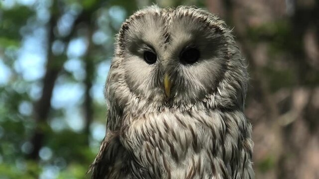 Ural owl close up with head turn in forest setting. Wild strix uralensis bird showing detailed facial features.