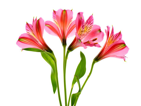 Beautiful vibrant pink Alstroemeria flowers on a pristine white background