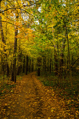 Fototapeta premium Forest path in autumn park covered with falling leaves. Beautiful woodland landscape during fall season for nature background.