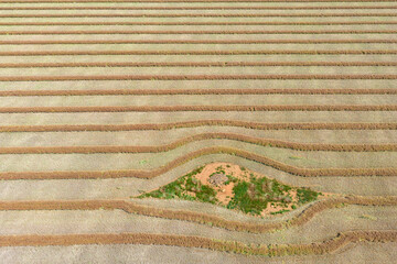 Aerial view of harvest lines of canola around a small rock pile on farmland