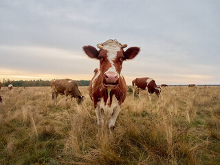 Funny cow looks at the camera.