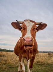 Funny cow looks at the camera.