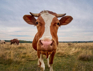Funny cow looks at the camera.
