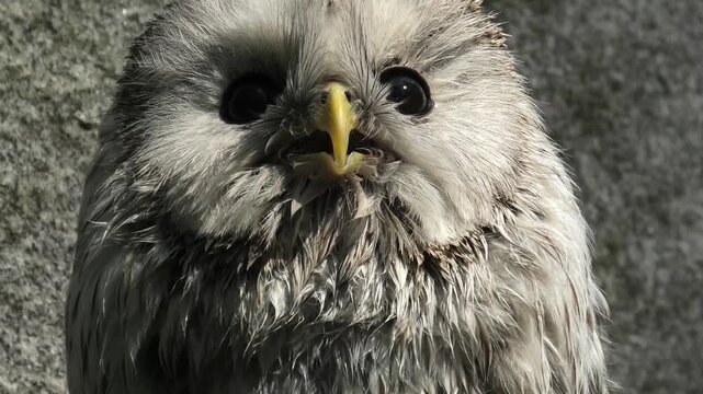 Close up of an ural owl, presenting its features. Educational animal behavior for nature and wildlife documentaries.