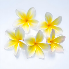 Fototapeta premium Tropical Plumeria Blossoms on White Background