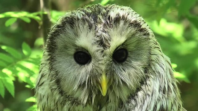 Close up of an ural owl head, strix uralensis, in nature. Wild animal wildlife portrait looking around.