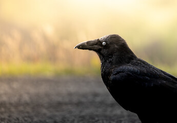 Close-up profile portrait of a wild common raven looking at the camera. © Iván López