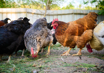 Free-range chickens close-up in the farmyard.