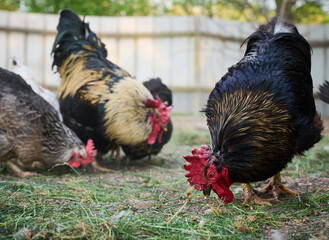 Free-range chickens close-up in the farmyard.