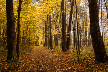 Obraz premium Path through vibrant autumn forest with bright yellow and gold leaves covering the ground and trees. Scenic fall landscape background.