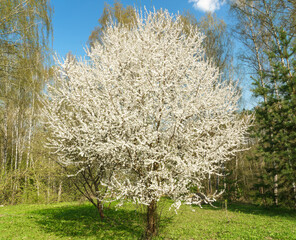 White blooming tree in spring with blue sky and green grass. Nature revival and beauty concept for season background.