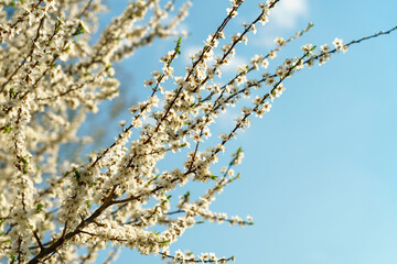 Delicate white plum blossom branches against a clear blue spring sky. Fresh flowering tree for seasonal beauty.