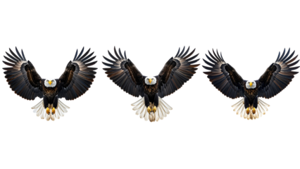 Majestic Bald Eagle Soaring with Wings Fully Spread, Front View, isolated on transparent background