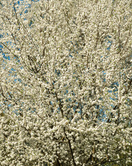 White spring flowers on a blooming tree branch with small blossoms and vibrant blue sky. Nature background for seasonal design.